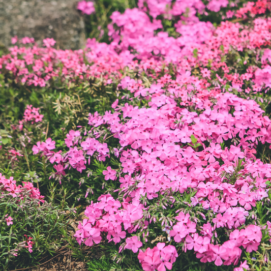 many bright pink luminary pink lightening tall garden phlox flowers in an outdoor garden setting