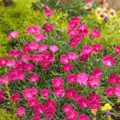 Roses magenta fous
