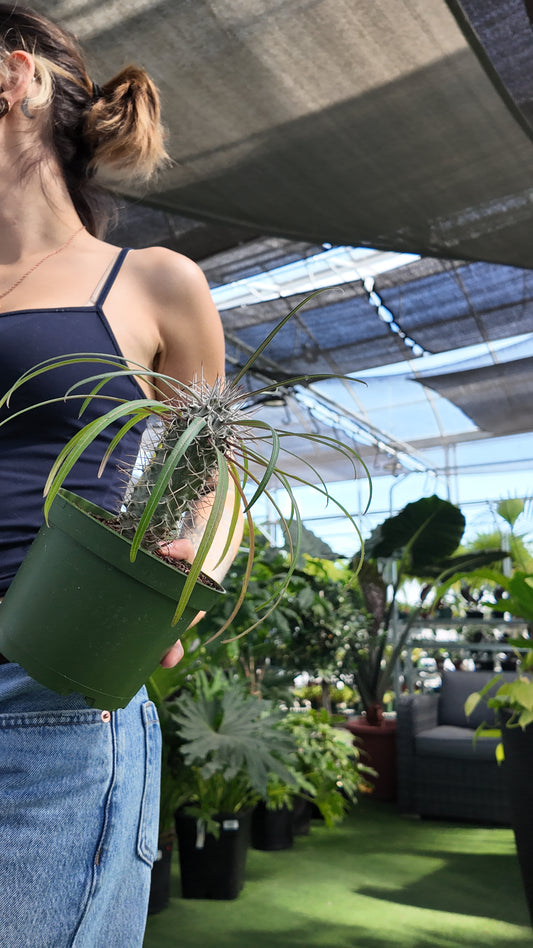 Person holding a potted Madagascar Palm plant in a greenhouse setting