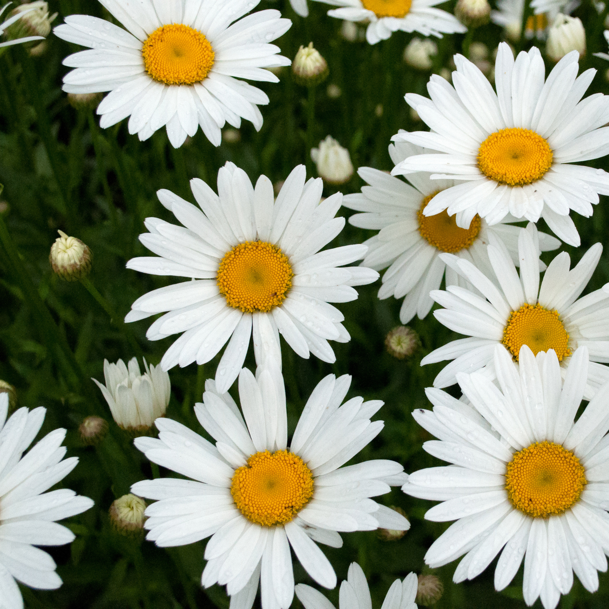 White madonna Shasta daisy flowers with bright yellow centers growing in a dense cluster of green foliage.