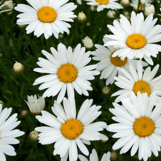 White madonna Shasta daisy flowers with bright yellow centers growing in a dense cluster of green foliage.