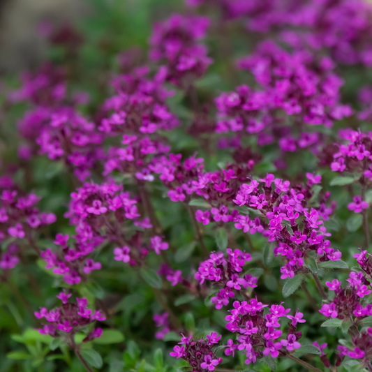 Close-up of a dense cluster of small bright pink-purple magic carpet creeping thyme flowers with green leaves, photographed outdoors with a soft blurred background.