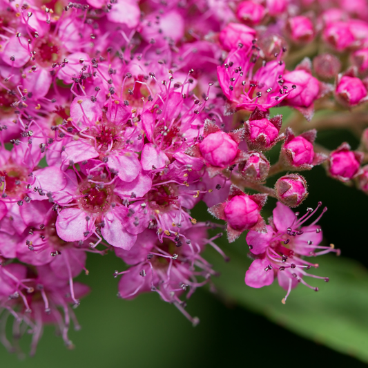 a close up of the bright pink magic carpet spirea flowers with some as just buds with a green blurry background in an outdoor setting