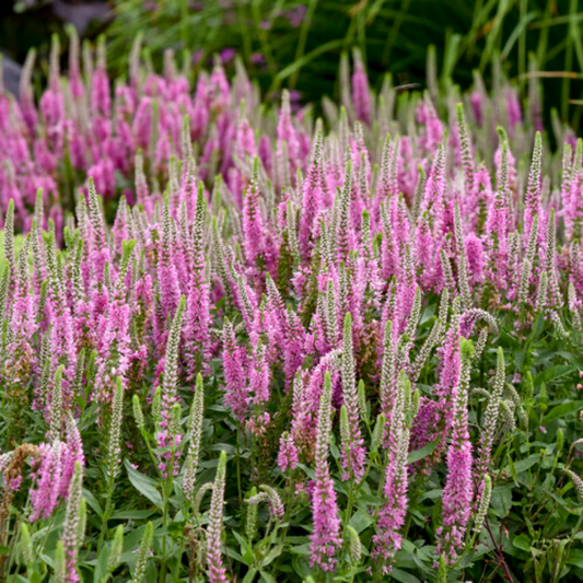many long seemed magic show pink potion speedwell flowers with bright pink flowers in an outdoor garden setting