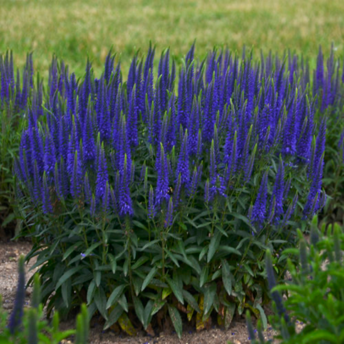 a wizard of ahhs speedwell plant with long green stems, dark green foliage and deep blue flowers in an outdoor garden setting