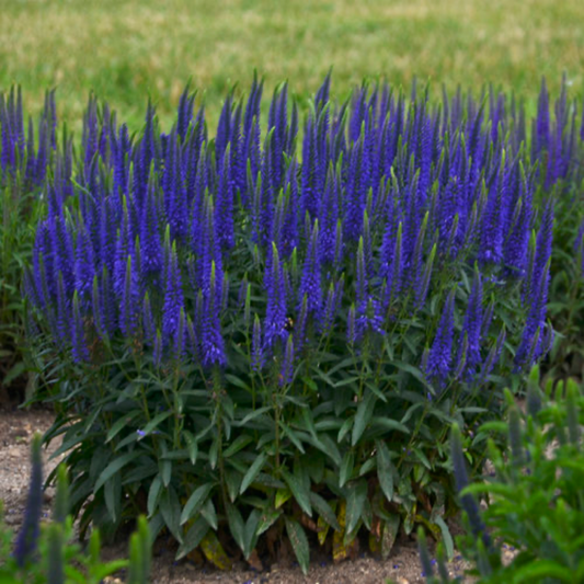 a wizard of ahhs speedwell plant with long green stems, dark green foliage and deep blue flowers in an outdoor garden setting