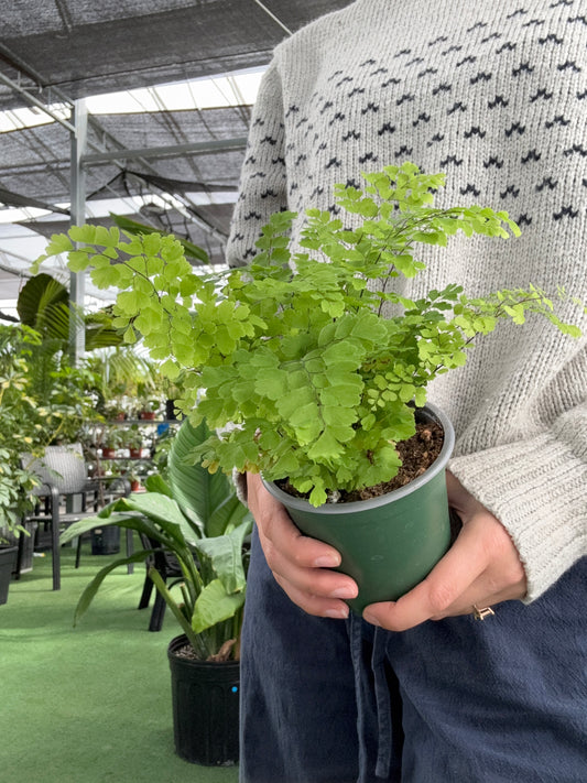 Person holding a potted Maidenhair Fern ‘Fragrans’  plant with a blurred indoor background