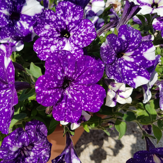 a close up of dark purple main stage glacier sky petunias with white galaxy like speckles on the petals in an outdoor garden setting