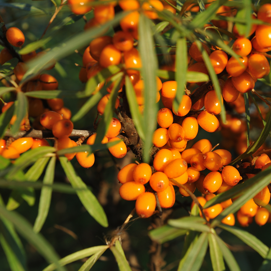 Clusters of bright orange male sea buckthorn berries hanging from branches with narrow green leaves in a natural outdoor setting.
