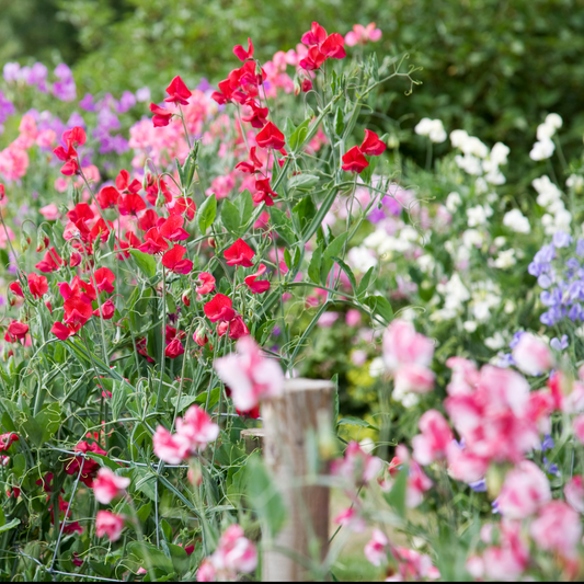 a colourful garden of bright red, pink, white and purple mammoth mix sweet peas in an outdoor garden setting