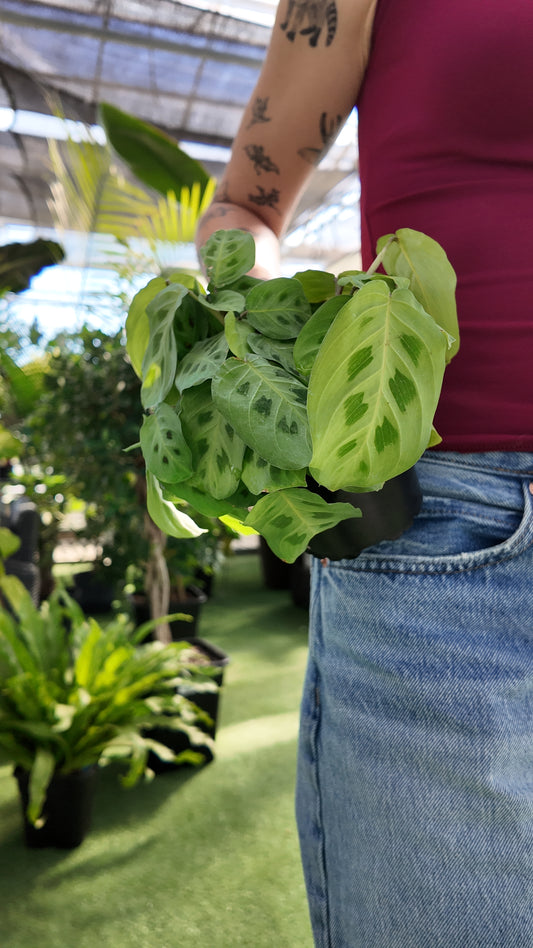 Person holding a green leafy Maranta – Green Prayer Plant  in an indoor setting with plants in the background