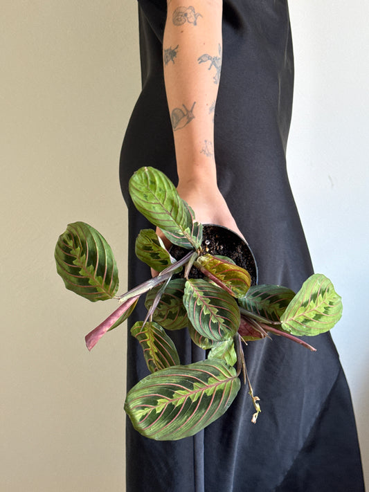 Person holding a potted Maranta Red Prayer Plant with green leaves and red accents in a black dress with a plain background