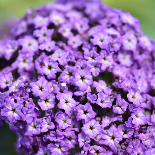 a close up of pale purple marino blue heliotrope flowers in an outdoor garden setting