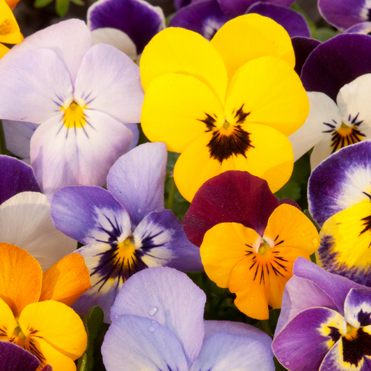 many brightly coloured matrix jewel pansies in yellow purple and red with darker centres in an outdoor setting