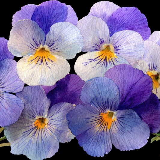 flattened and dried matrix lavender shades pansies with dark purple, light purple and light blue colours with yellow centres against a black background