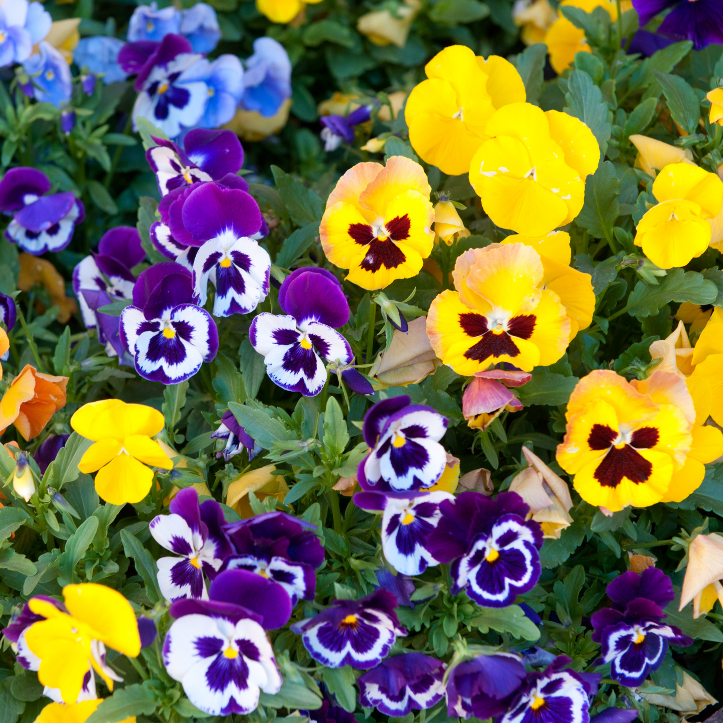 A close-up of mixed matrix blotch pansies in a garden setting, featuring yellow, purple, and white flowers with dark centers and green foliage.