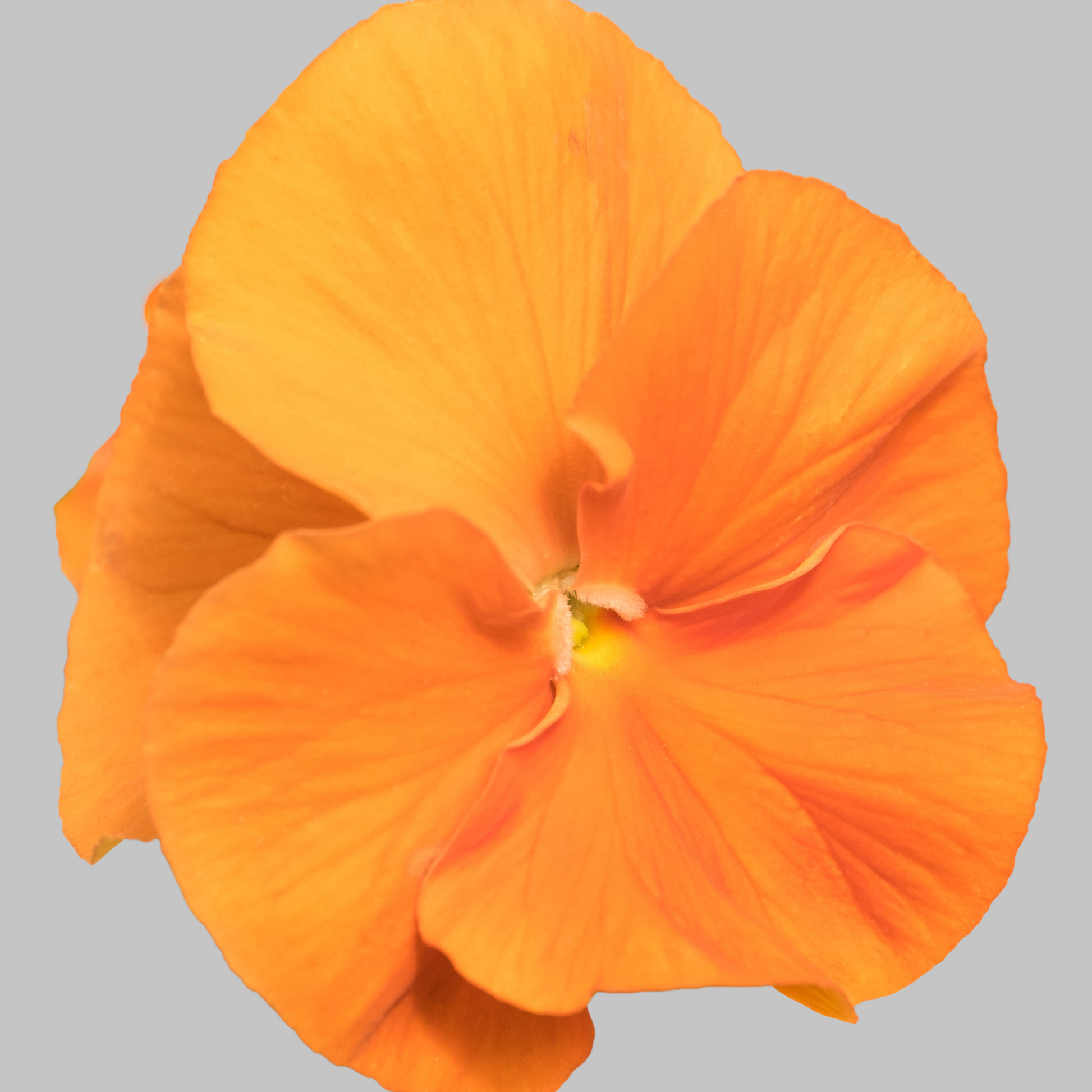 a singular bright orange matrix orange pansy flower with a yellow centre against a plain white background