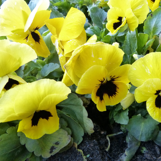 an outdoor garden setting full of bright matrix yellow pansies with bright yellow petals and dark centres surrounded by leaves