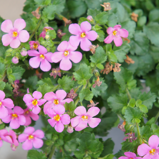 Pink megacopa pink bacopa flowers with yellow centers growing among green leaves, photographed close up.