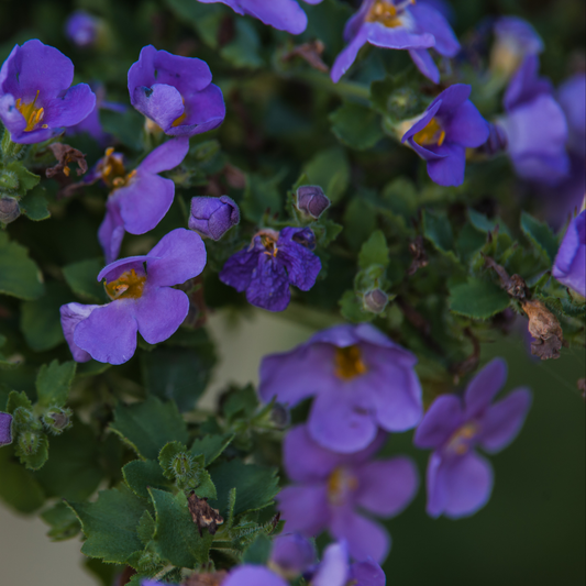 a close up of purplish blue megacopa blue bacopa flowers with yellow centres surrounded by green leaves in an outdoor garden setting