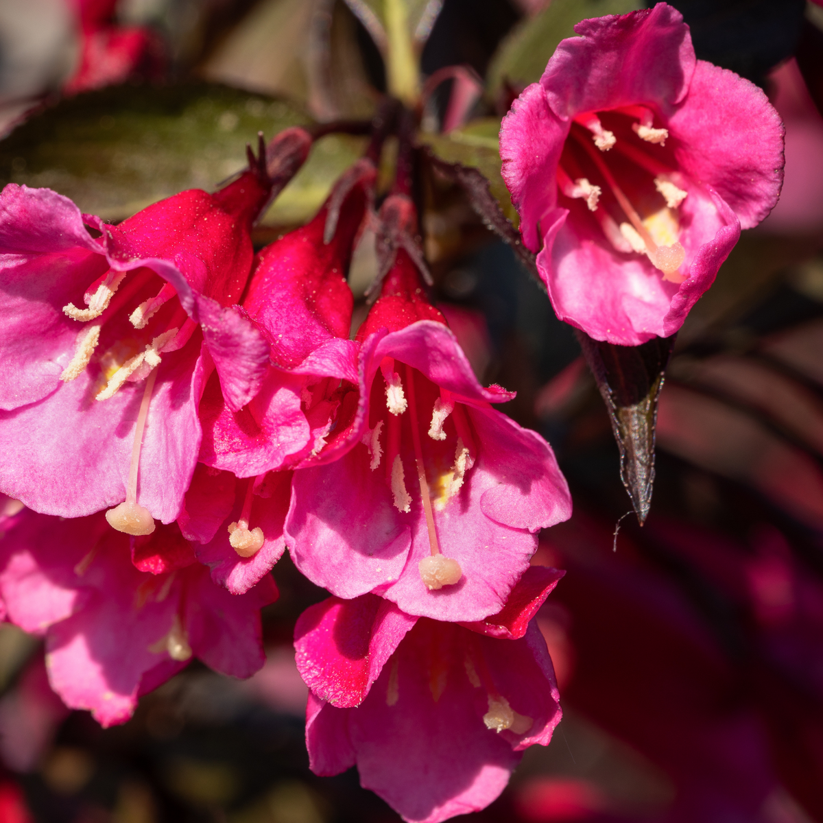 a close up of bright pink midnight sun weigela flowers growing on dark green stems with a soft blurred background in an outdoor setting