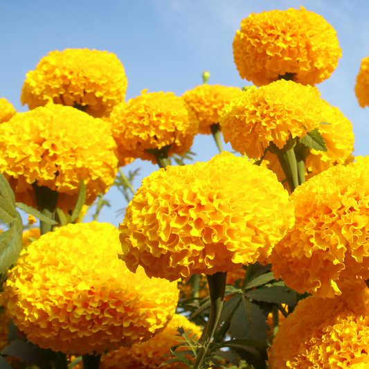 Close-up of bright yellow milli vanilli marigold flowers with green leaves against a clear blue sky.