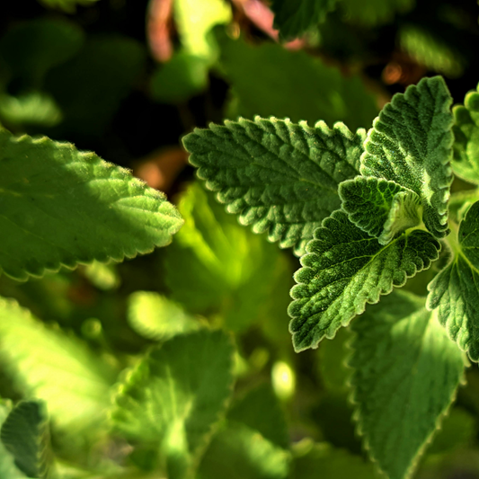 Close-up of fresh green mint tea herb leaves with serrated edges and a textured surface, photographed in bright natural light with a soft blurred background.