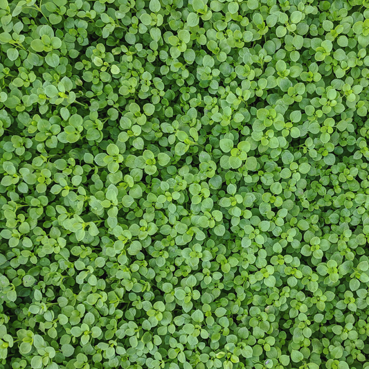 an overhead view of bright green small leafed mini Corsican mint plants filling the entire screen