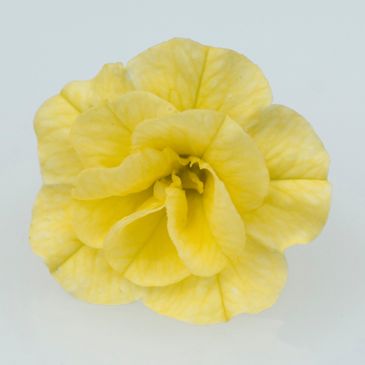 a pale yellow mini famous Neo double deep yellow calibrichoa flower against a white background