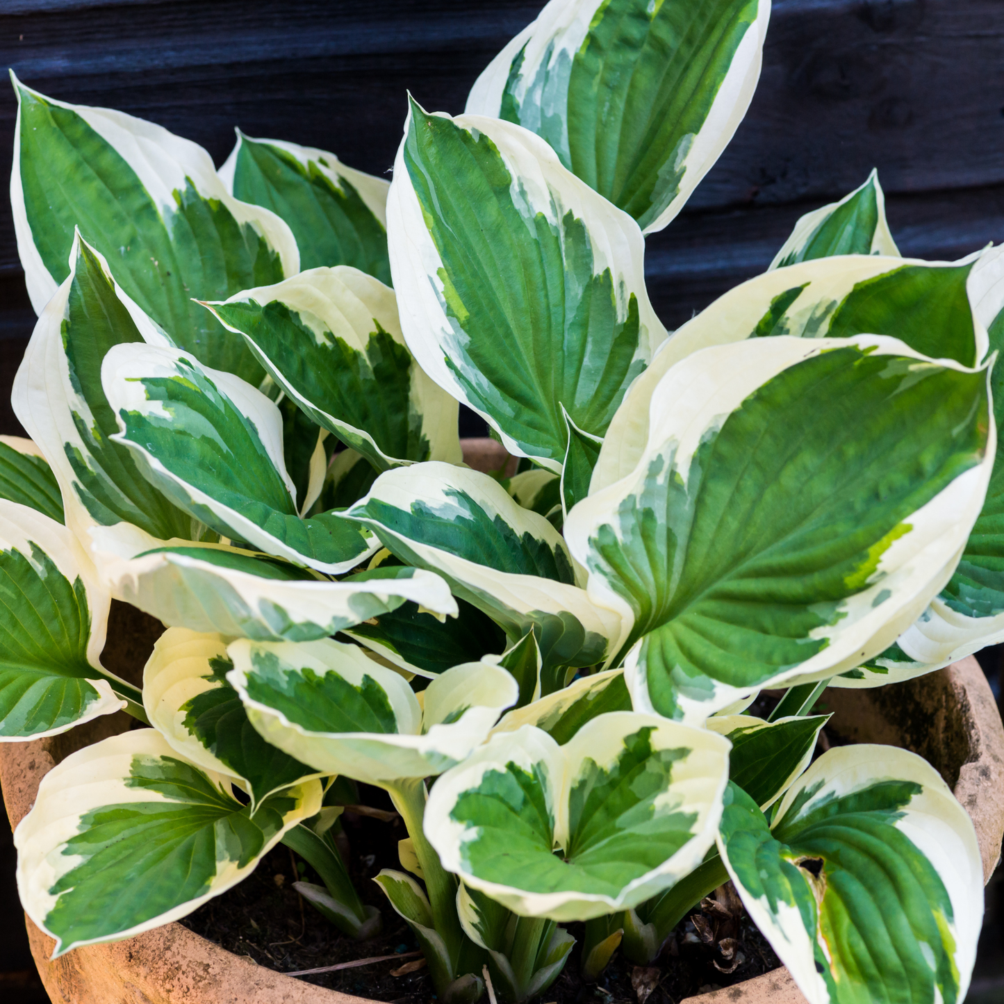 bright green leaves with white edges of a minutemen host plant in a concrete like pot with a dark background