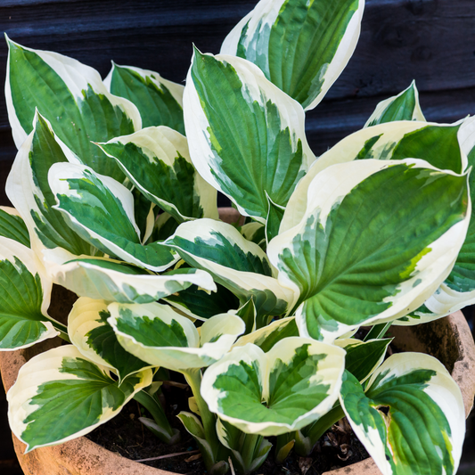bright green leaves with white edges of a minutemen host plant in a concrete like pot with a dark background