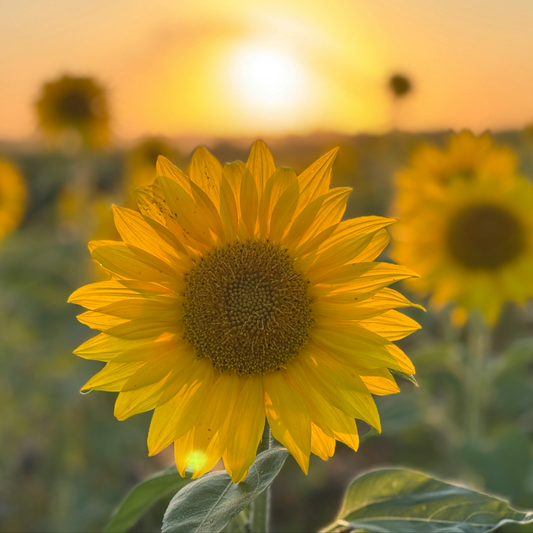 A close-up of a bright yellow miss sunshine sunflower in a field at sunset, with blurred sunflowers and a glowing orange sky in the background.