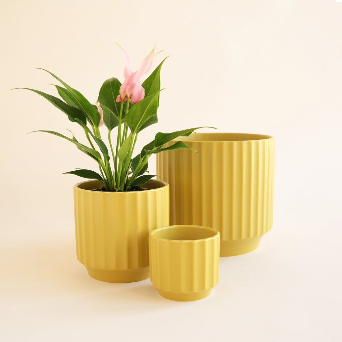 Three yellow textured Monroe planters with a plant on a light beige background