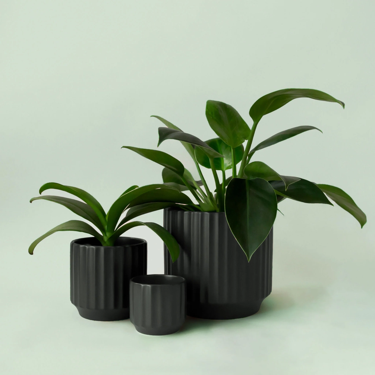 three black Monroe ceramic pots of different sizes all next to each other with plants potted in two of them against a light blue background