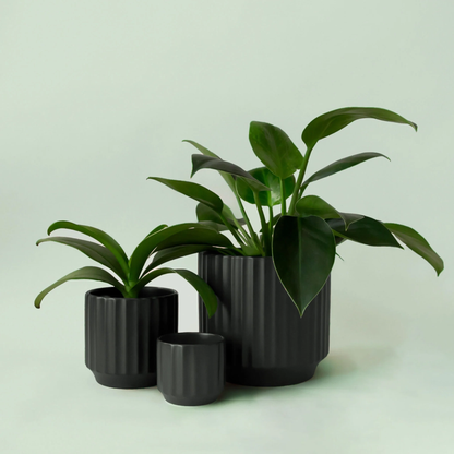 three black Monroe ceramic pots of different sizes all next to each other with plants potted in two of them against a light blue background