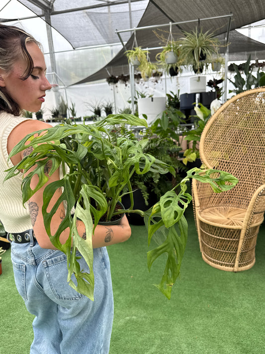 Person holding a potted Monstera Epipremnioides plant with a blurred indoor background