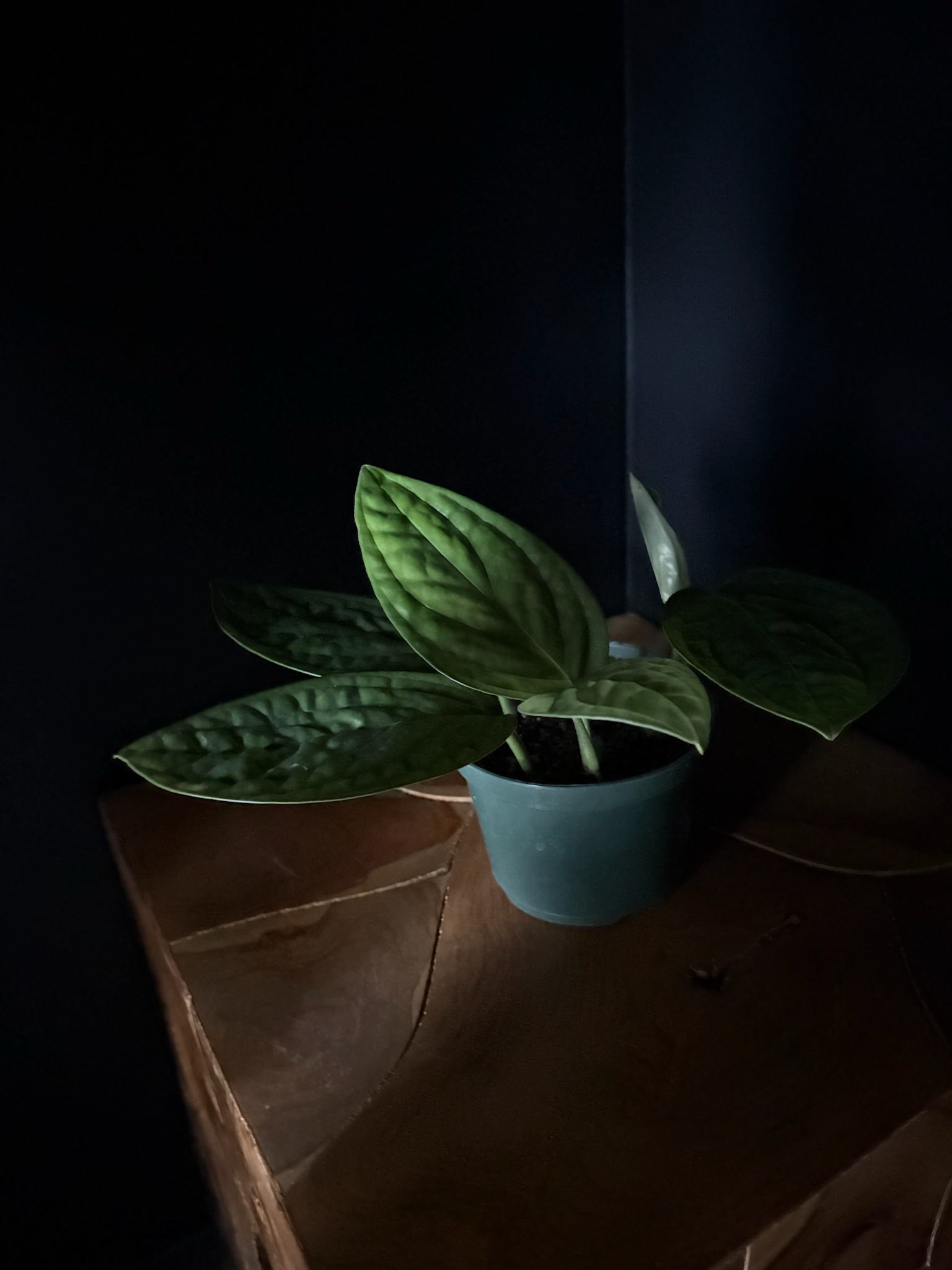 Potted Monstera Peru plant on a wooden surface with a dark background