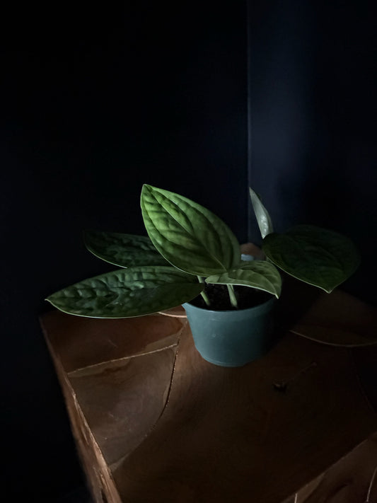 Potted Monstera Peru plant on a wooden surface with a dark background