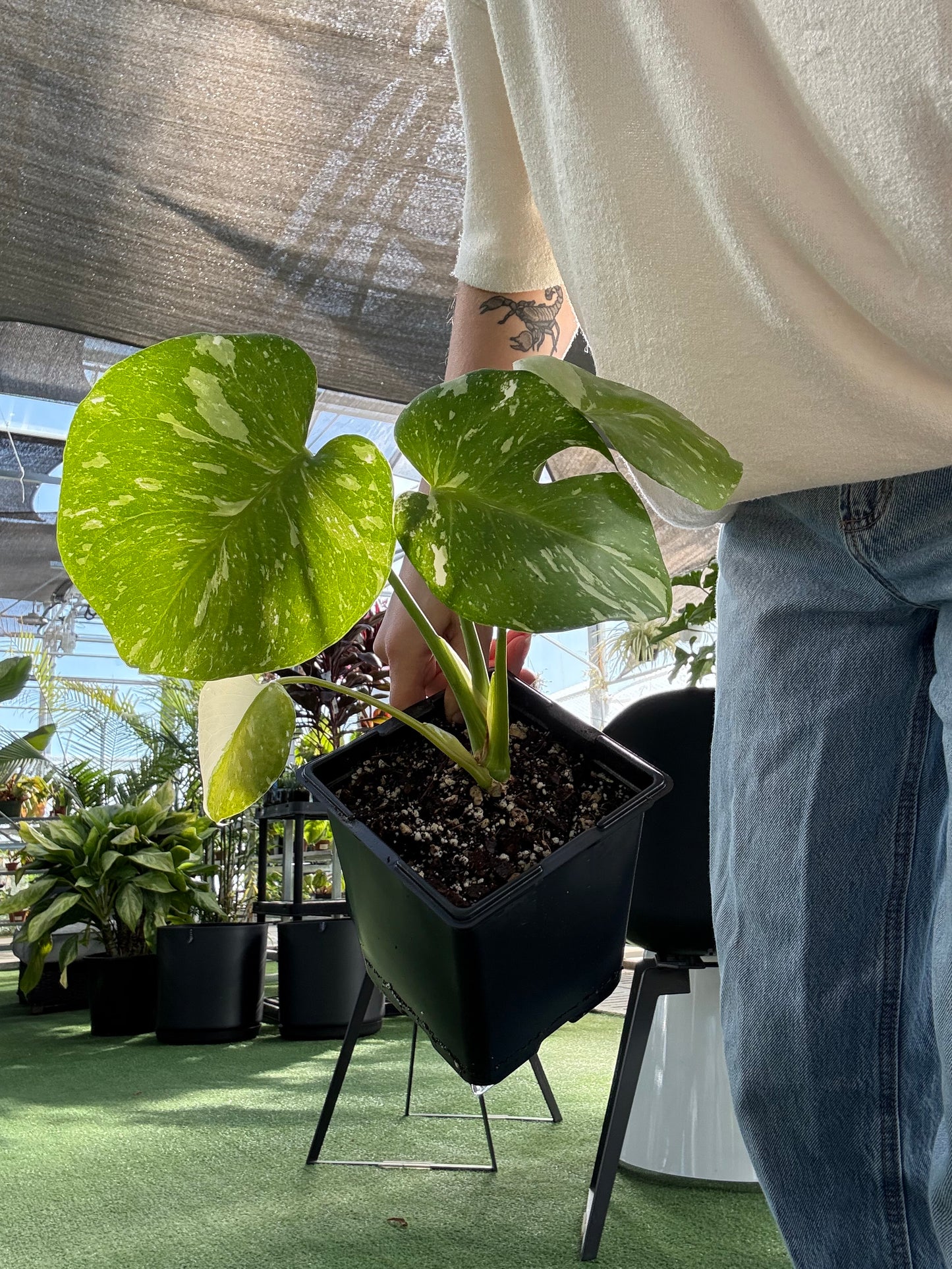 Person holding a potted Monstera Thai constellation plant with a blurred background