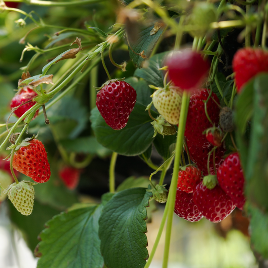 many bright red Montana strawberries growing on a bushy green leafed Montana strawberry plant in an outdoor setting
