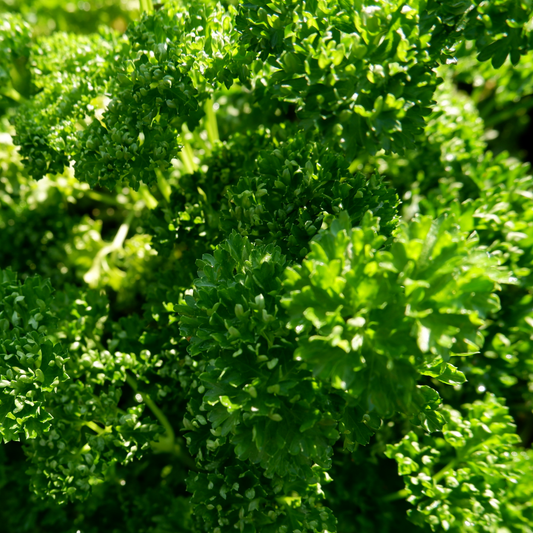 a close up of the ruffle bright green tops of moss curled triple parsley plant in an outdoor setting