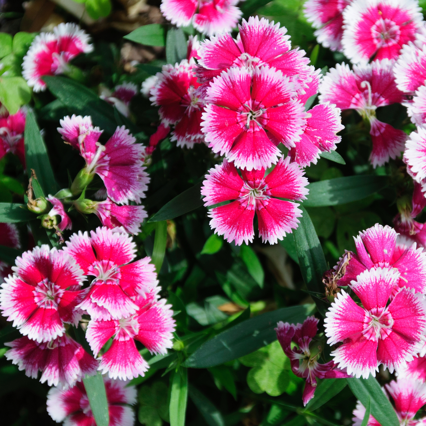 Close-up of vibrant pink and white banded mountain frost pink twinkle dianthus flowers with serrated edges, surrounded by green leaves in a garden setting.