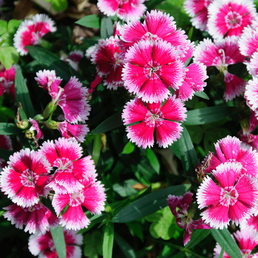 Close-up of vibrant pink and white banded mountain frost pink twinkle dianthus flowers with serrated edges, surrounded by green leaves in a garden setting.