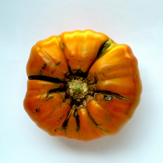 an overhead view of an orange mr. stripey tomato with dark stripes coming from the centre against a white background
