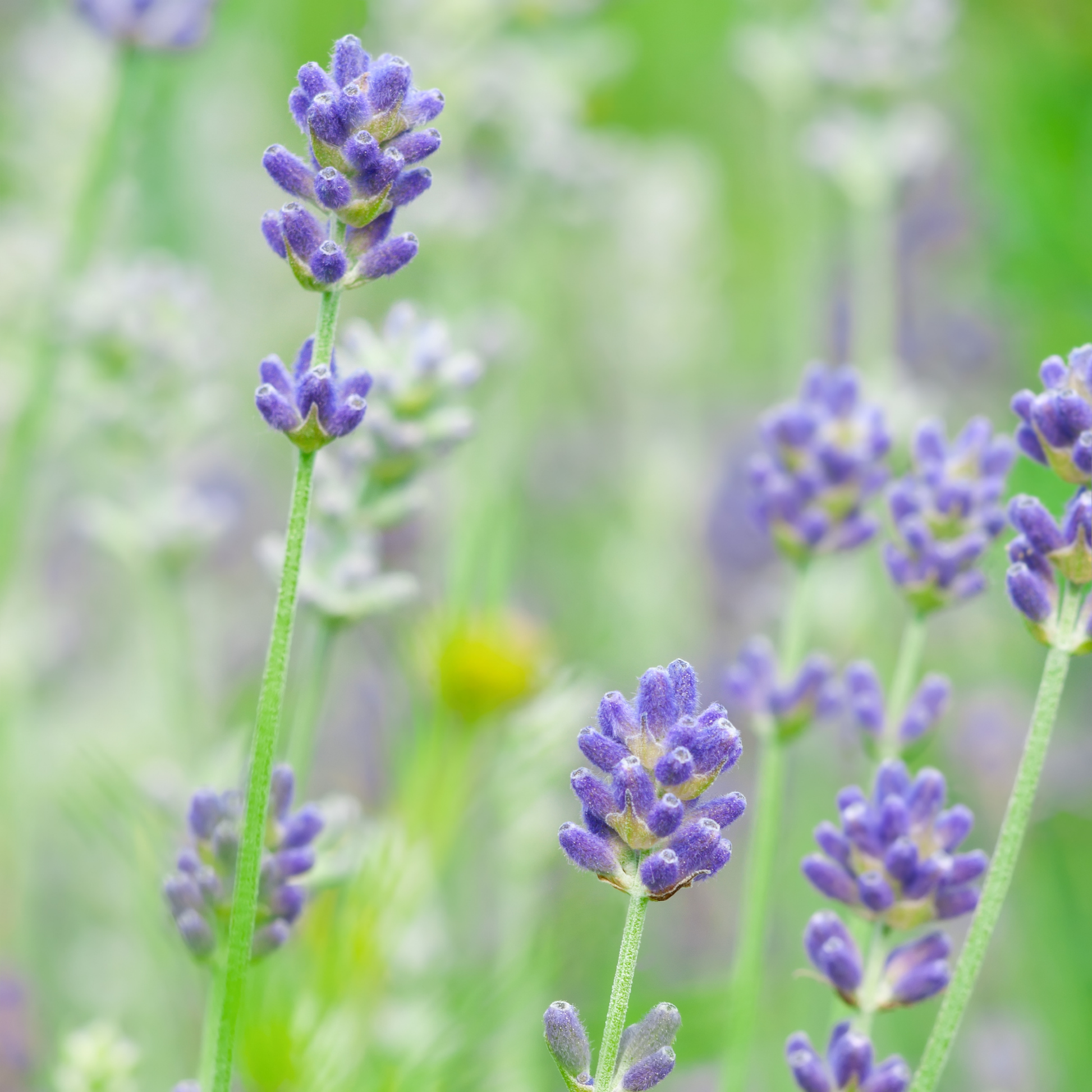 Close-up of munstead English lavender flower spikes in soft purple and green tones, photographed in a blurred natural field setting.