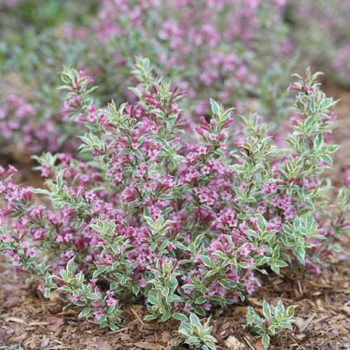 a my monet purple effect plant with pale green leaves with white edges and bright pink flowers in an outdoor garden setting