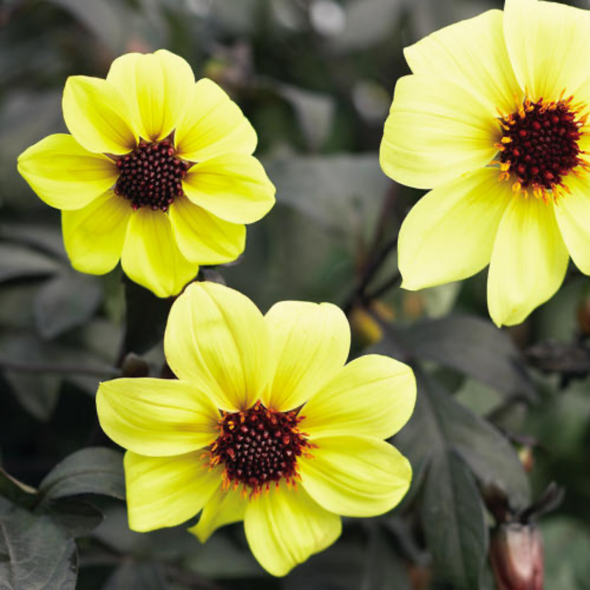 Three bright yellow mystic illusion dahlia flowers with brown centers on a blurred green background