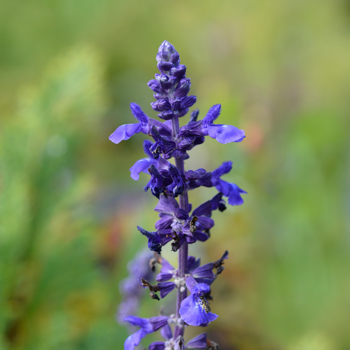 a close up of a deep blueish purple stock of mystic spires salvia with a soft blurred green background in an outdoor setting