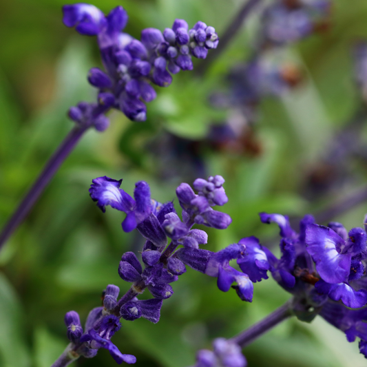 a close up of there stocks of deep purple mystic spired salvia flowering plants with a self blurred green background in an outdoor setting