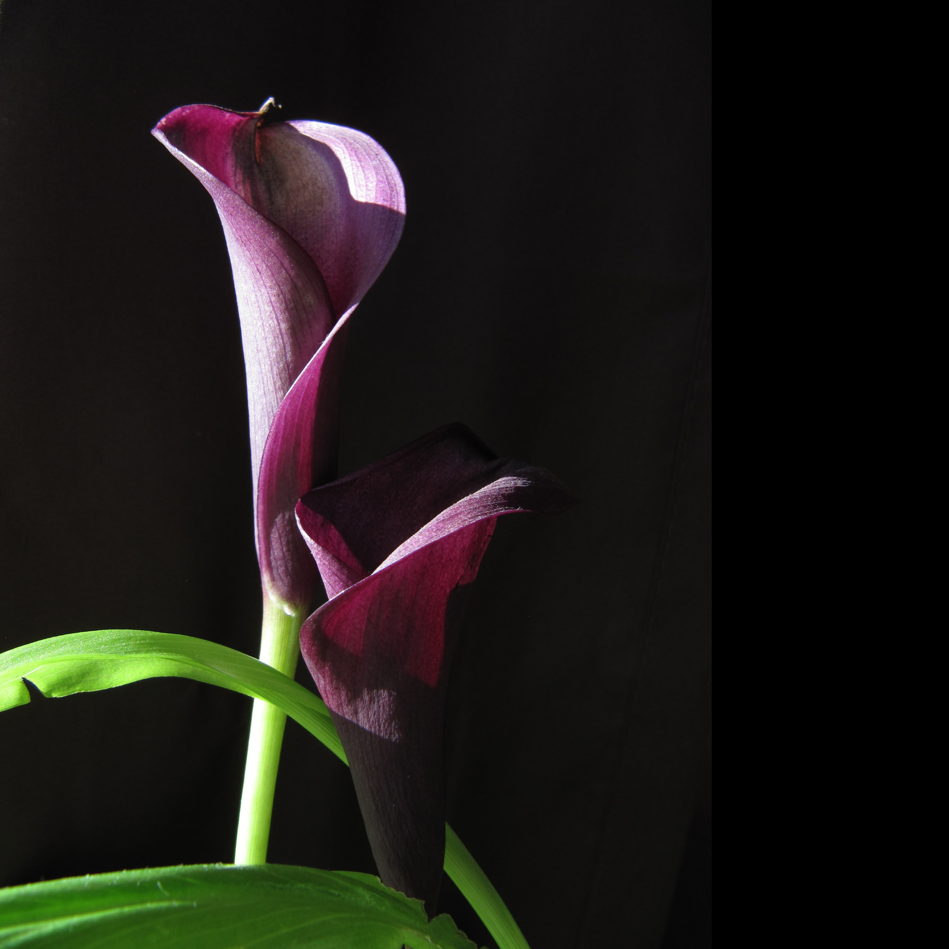 two dramatically photographed bright purple Nashville calla lily flowers with bright green stems against a black background